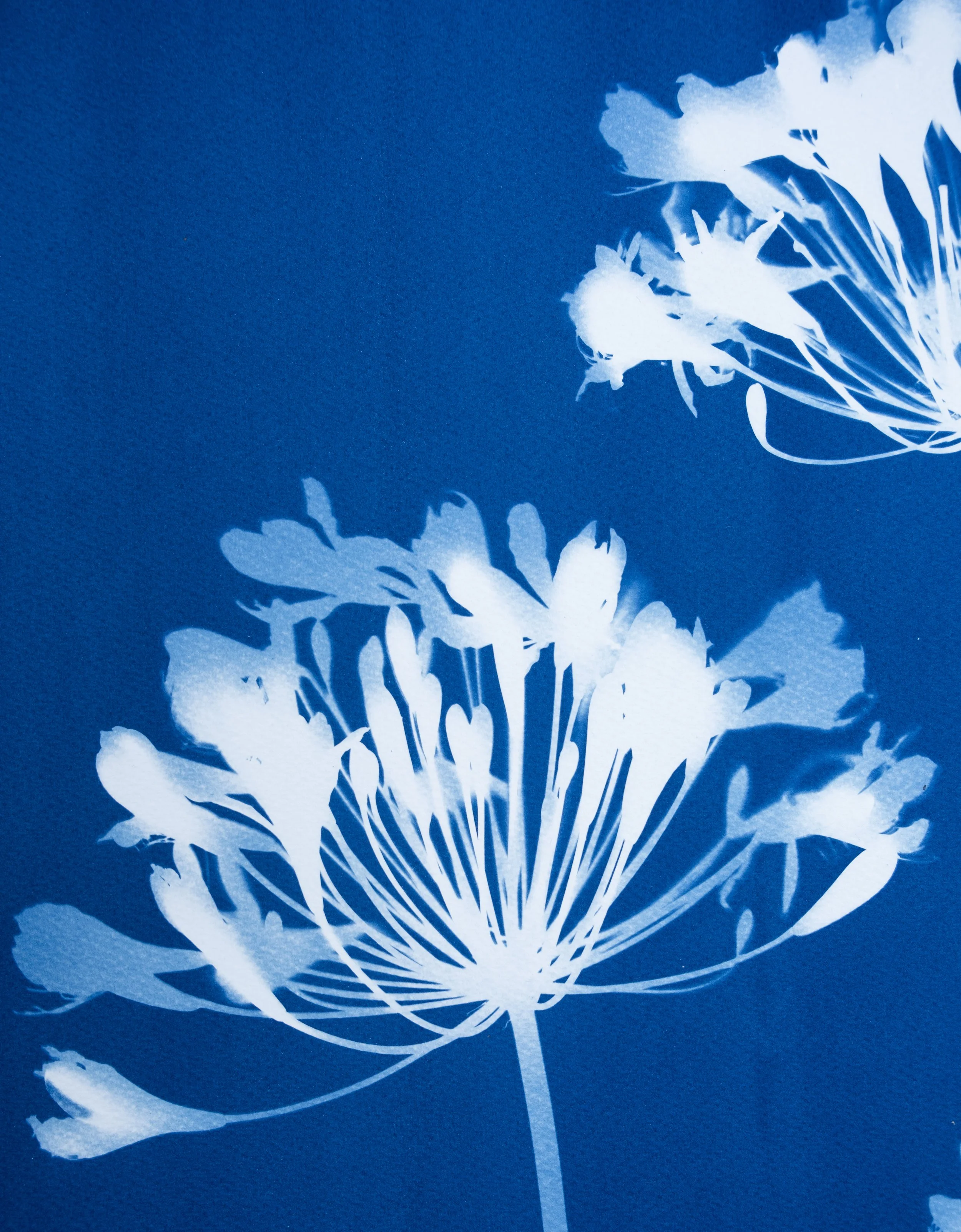 30 x 44 inch diptych original art agapanthus floral cyanotype by